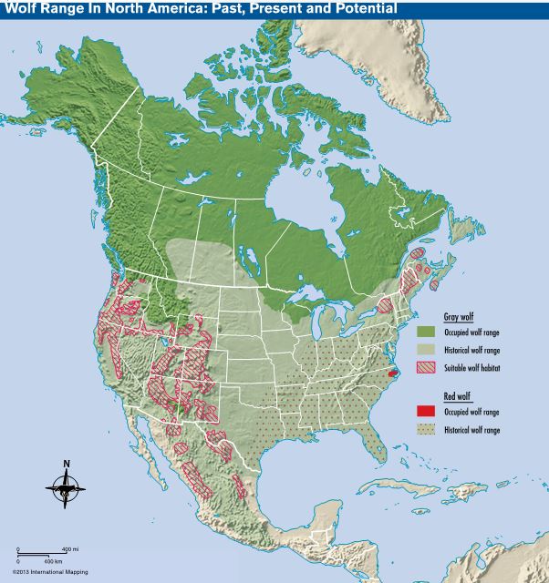 An Analysis of the Population of Wolves in the United States
